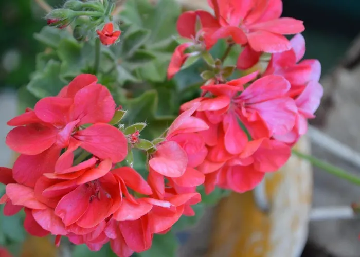 Degirmenli Oda ve Kahvaltı