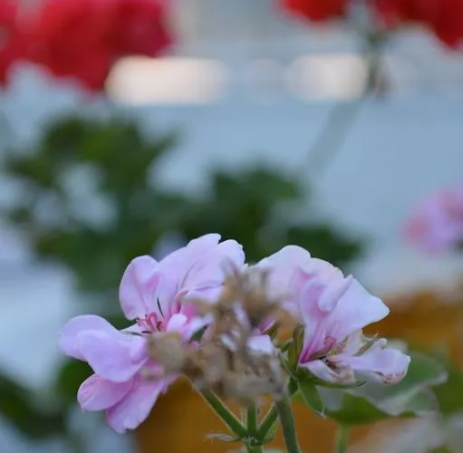 Degirmenli Alaçatı